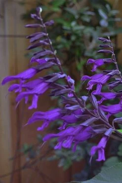 Purple Majesty Salvia (Salvia Guaranitica) - 1 Gallon Pot -Wilson Bros Gardens Shop Salvia Guarantica Purple Majesty 5