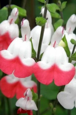 Hot Lips Sage - Salvia Microphylla - 7.5" Pot -Wilson Bros Gardens Shop Salvia Hot Lips 10