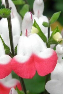 Hot Lips Sage - Salvia Microphylla - 7.5" Pot