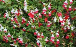 Hot Lips Sage - Salvia Microphylla - 7.5" Pot -Wilson Bros Gardens Shop Salvia Hot Lips 13