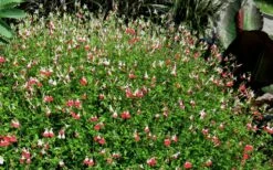 Hot Lips Sage - Salvia Microphylla - 7.5" Pot -Wilson Bros Gardens Shop Salvia Hot Lips 17
