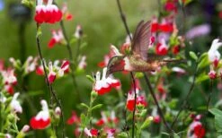 Hot Lips Sage - Salvia Microphylla - 7.5" Pot -Wilson Bros Gardens Shop Salvia Hot Lips 20