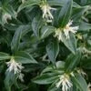 Confused Sweet Box (Sarcococca Confusa) - 1 Gallon Pot
