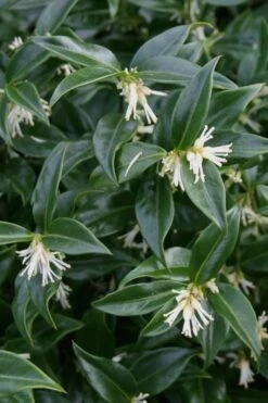Confused Sweet Box (Sarcococca Confusa) - 6 Pack Of 1 Gallon Pots