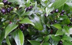 Confused Sweet Box (Sarcococca Confusa) - 1 Gallon Pot 15 Confused Sweet Box (Sarcococca Confusa) - 1 Gallon Pot -Wilson Bros Gardens Shop Sarcacocca Confusa Berries 10
