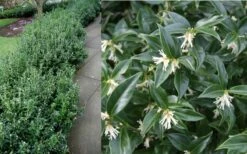 Confused Sweet Box (Sarcococca Confusa) - 6 Pack Of 1 Gallon Pots -Wilson Bros Gardens Shop Sarcacocca Confusa Berries 2 1