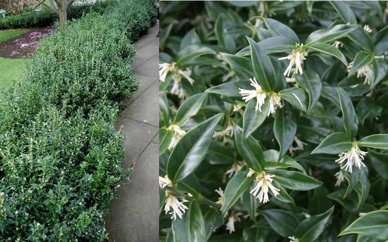 Confused Sweet Box (Sarcococca Confusa) - 1 Gallon Pot 9 Confused Sweet Box (Sarcococca Confusa) - 1 Gallon Pot - Image 9