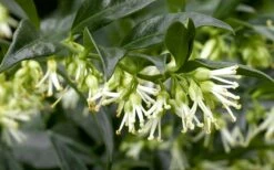 Confused Sweet Box (Sarcococca Confusa) - 6 Pack Of 1 Gallon Pots -Wilson Bros Gardens Shop Sarcacocca Confusa Flowers 5 1