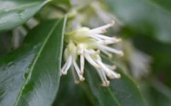 Confused Sweet Box (Sarcococca Confusa) - 6 Pack Of 1 Gallon Pots -Wilson Bros Gardens Shop Sarcococca Confusa Sweet Box Flower Closeup 1