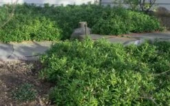 Confused Sweet Box (Sarcococca Confusa) - 1 Gallon Pot 13 Confused Sweet Box (Sarcococca Confusa) - 1 Gallon Pot -Wilson Bros Gardens Shop Sarcococca Confusa Sweet Box In Landscape