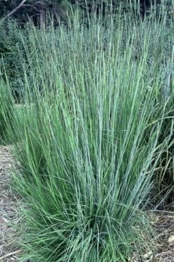 Blaze Little Bluestem Grass (Schizachyrium Scoparium) - 1 Gallon Pot -Wilson Bros Gardens Shop Schizachyrium scoparium blaze little bluestem grass 2 1