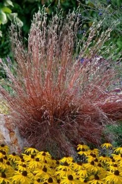 Blaze Little Bluestem Grass (Schizachyrium Scoparium) - 6-Pack Of 1 Gallon Pots