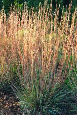 Carousel Little Bluestem Grass (Schizachyrium Scoparium) - 6 Pack Of 1 Gallon Pots -Wilson Bros Gardens Shop Schizachyrium scoparium carousel little bluestem grass 1