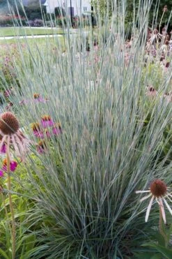 Carousel Little Bluestem Grass (Schizachyrium Scoparium) - 6 Pack Of 1 Gallon Pots -Wilson Bros Gardens Shop Schizachyrium scoparium carousel little bluestem grass 4