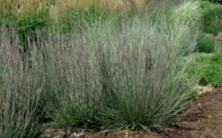 Carousel Little Bluestem Grass (Schizachyrium Scoparium) - 6 Pack Of 1 Gallon Pots -Wilson Bros Gardens Shop Schizachyrium scoparium carousel little bluestem grass 8