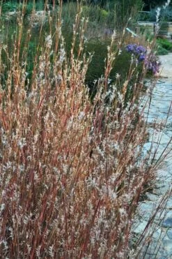 Prairie Blues Little Bluestem Grass (Schizachyrium Scoparium) - 6 Pack Of 1 Gallon Pots -Wilson Bros Gardens Shop Schizachyrium scoparium prairie blues little bluestem grass 6