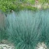 Prairie Blues Little Bluestem Grass (Schizachyrium Scoparium) - 8 Pack Of 1 Gallon Pots