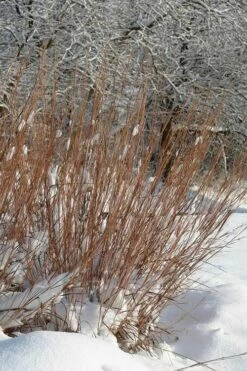 Standing Ovation Little Bluestem Grass (Schizachyrium Scoparium) - 1 Gallon Pot -Wilson Bros Gardens Shop Schizachyrium scoparium standing ovation little bluestem grass 2