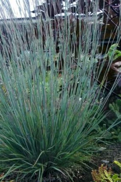 The Blues Little Bluestem Grass (Schizachyrium Scoparium) - 8 Pack Of 1 Gallon Pots -Wilson Bros Gardens Shop Schizachyrium scoparium the blues little bluestem grass 5