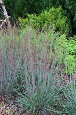 The Blues Little Bluestem Grass (Schizachyrium Scoparium) - 8 Pack Of 1 Gallon Pots -Wilson Bros Gardens Shop Schizachyrium scoparium the blues little bluestem grass 6