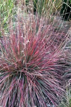 The Blues Little Bluestem Grass (Schizachyrium Scoparium) - 6 Pack Of 1 Gallon Pots -Wilson Bros Gardens Shop Schizachyrium scoparium the blues little bluestem grass 7 1
