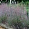 The Blues Little Bluestem Grass (Schizachyrium Scoparium) - 6 Pack Of 1 Gallon Pots