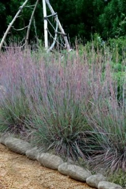 The Blues Little Bluestem Grass (Schizachyrium Scoparium) - 8 Pack Of 1 Gallon Pots