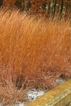 The Blues Little Bluestem Grass (Schizachyrium Scoparium) - 8 Pack Of 1 Gallon Pots -Wilson Bros Gardens Shop Schizachyrium scoparium the blues little bluestem grass 9