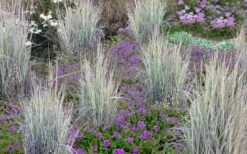 Twilight Zone Little Bluestem Grass (Schizachyrium Scoparium) - 1 Gallon Pot -Wilson Bros Gardens Shop Schizachyrium twilight zone little bluestem grass 2