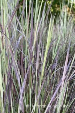 Twilight Zone Little Bluestem Grass (Schizachyrium Scoparium) - 1 Gallon Pot -Wilson Bros Gardens Shop Schizachyrium twilight zone little bluestem grass 3