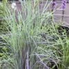 Twilight Zone Little Bluestem Grass (Schizachyrium Scoparium) - 1 Gallon Pot