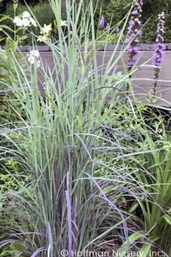 Twilight Zone Little Bluestem Grass (Schizachyrium Scoparium) - 1 Gallon Pot