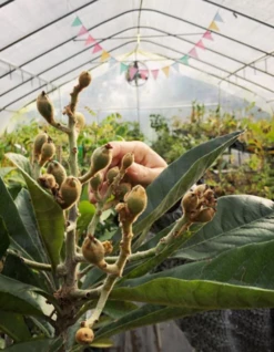 Loquat 'Christmas' (Eriobotrya Japonica) -Wilson Bros Gardens Shop Screenshot 2020 01 14 at 7.14.26 PM