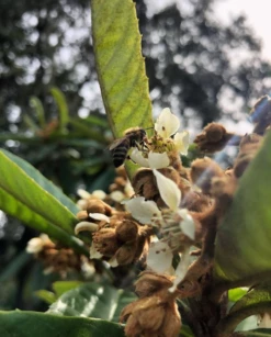 Loquat 'Christmas' (Eriobotrya Japonica) -Wilson Bros Gardens Shop Screenshot 2020 01 14 at 7.20.43 PM