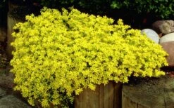 Gold Moss Sedum - 10 Pack Of 4" Pint Pots -Wilson Bros Gardens Shop Sedum Acre Gold Moss 1