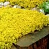 Gold Moss Sedum - 10 Pack Of 4" Pint Pots