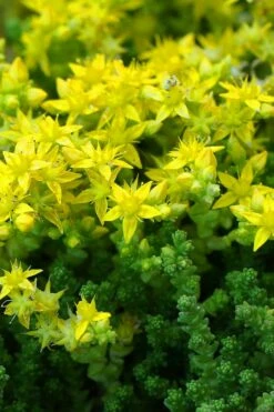 Gold Moss Sedum - 10 Pack Of 4" Pint Pots -Wilson Bros Gardens Shop Sedum Acre Gold Moss 3