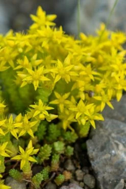Gold Moss Sedum - 10 Pack Of 4" Pint Pots -Wilson Bros Gardens Shop Sedum Acre Gold Moss 4