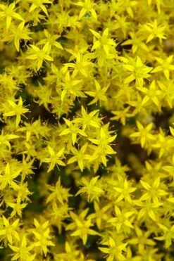 Gold Moss Sedum - 10 Pack Of 4" Pint Pots -Wilson Bros Gardens Shop Sedum Acre Gold Moss 6