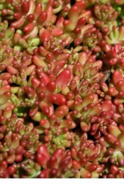 Coral Carpet Sedum Album - 10 Count Flat Of Quart Pots -Wilson Bros Gardens Shop Sedum Album Coral Carpet 1