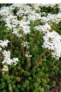 Coral Carpet Sedum Album - 10 Count Flat Of Quart Pots -Wilson Bros Gardens Shop Sedum Album Coral Carpet 2