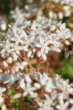 Coral Carpet Sedum Album - 10 Count Flat Of Quart Pots -Wilson Bros Gardens Shop Sedum Album Coral Carpet 4