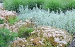 Coral Carpet Sedum Album - 10 Count Flat Of Quart Pots -Wilson Bros Gardens Shop Sedum Album Coral Carpet 5