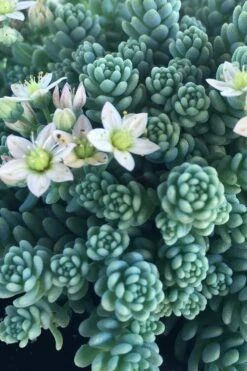 Blue Tears Sedum (Corsican Stonecrop) - 10 Pack Of Pint Pots -Wilson Bros Gardens Shop Sedum Dasphyllum Major Blue Tears 1