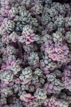 Blue Tears Sedum (Corsican Stonecrop) - 10 Pack Of Pint Pots -Wilson Bros Gardens Shop Sedum Dasphyllum Major Blue Tears 4