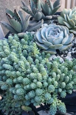 Blue Tears Sedum (Corsican Stonecrop) - 10 Pack Of Pint Pots -Wilson Bros Gardens Shop Sedum Dasphyllum Major Blue Tears 6