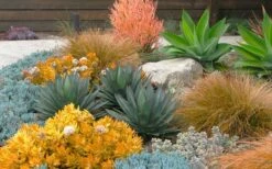 Angelina Sedum - 5 Pack Of 4" Pots -Wilson Bros Gardens Shop Sedum Rupestre Angelina 10