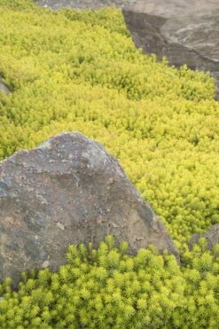 Angelina Sedum - 5 Pack Of 4" Pots -Wilson Bros Gardens Shop Sedum Rupestre Angelina 3