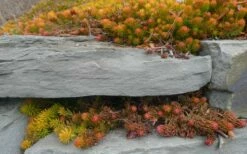 Angelina Sedum - 5 Pack Of 4" Pots -Wilson Bros Gardens Shop Sedum Rupestre Angelina 5