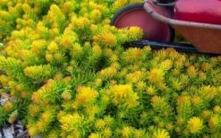 Angelina Sedum - 5 Pack Of 4" Pots -Wilson Bros Gardens Shop Sedum Rupestre Angelina 6